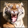 Tiger avatars