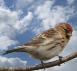 Common redpoll bird graphics