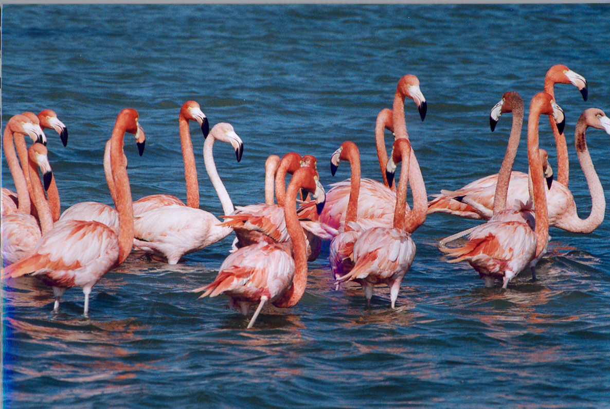 Flamingo bird graphics