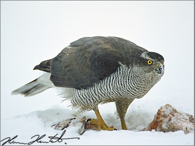 Hawk bird graphics