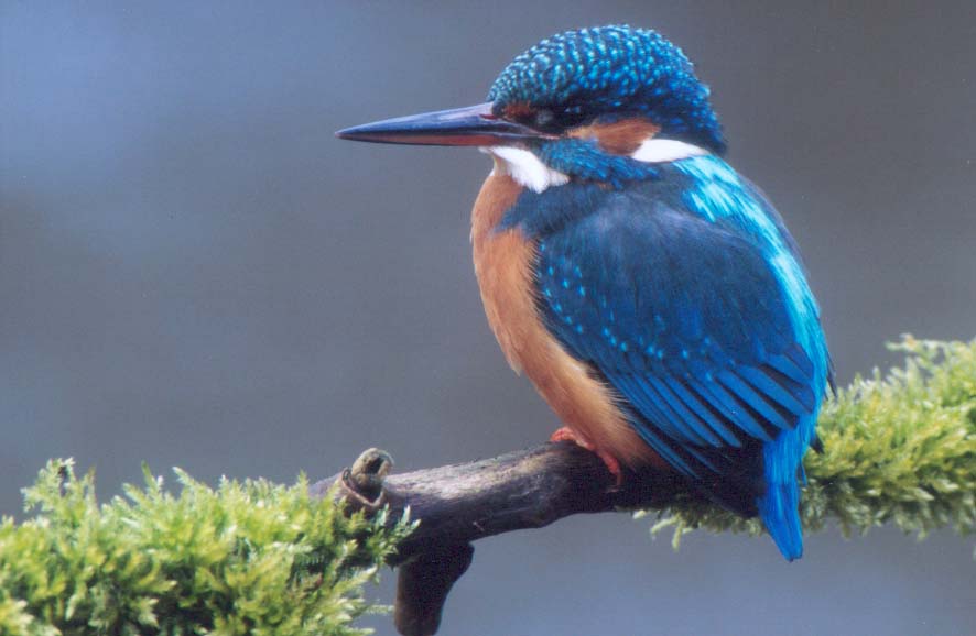 Kingfisher bird graphics