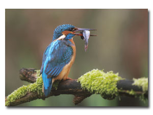 Kingfisher bird graphics