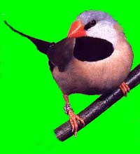 Long tailed finch bird graphics