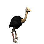 Ostrich bird graphics
