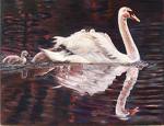 Swans bird graphics