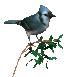 Tit bird graphics