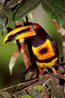 Toucan bird graphics