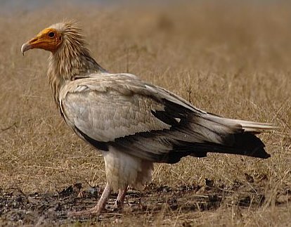 Vulture bird graphics