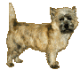 Cairn terrier dog graphics