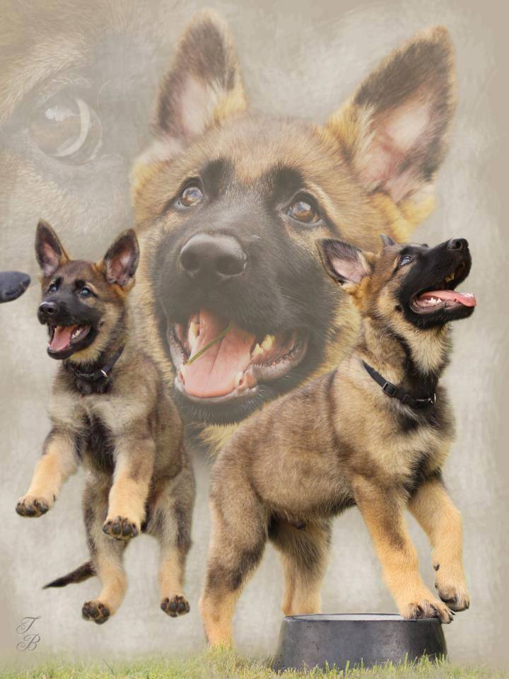 German shepherd dog graphics