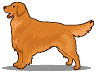 Golden retriever dog graphics
