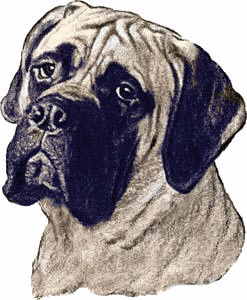 Neapolitan mastiff dog graphics