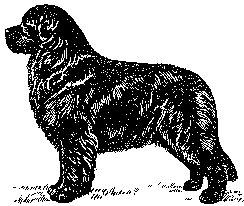 Newfoundland dog graphics