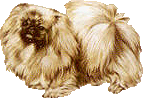 Pekingese dog graphics