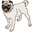 Pug dog graphics