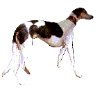 Sighthounds dog graphics