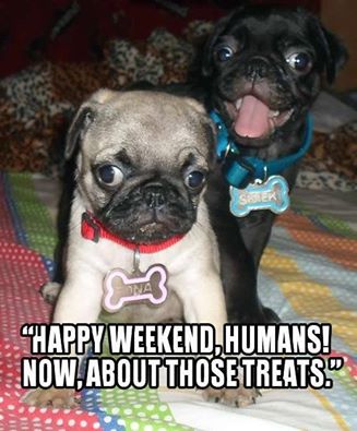 happy weekend, pug