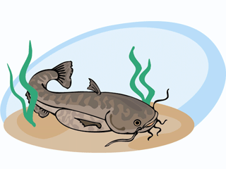 Catfish fish graphics