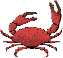 Lobster and crab fish graphics