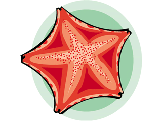 Starfish fish graphics