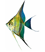 Sunfish fish graphics