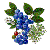 Berries food and drinks