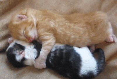 cute baby cats sleeping