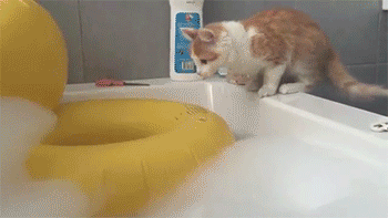 cat falls in bath