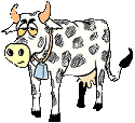 Cows graphics