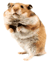 Hamsters graphics