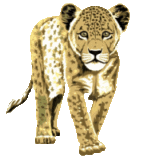 Leopard graphics
