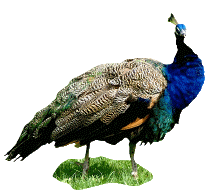 Peacock graphics