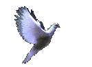 Pigeons graphics