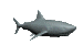 Sharks graphics
