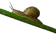 Snails graphics