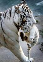 White tiger graphics