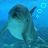 Dolphin icon graphics