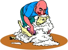 Sheep shearing job graphics