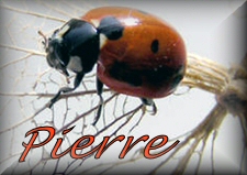 Pierre name graphics
