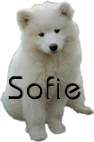 Sofie name graphics